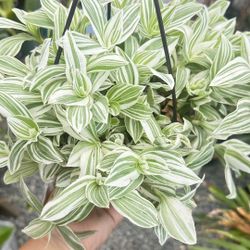 Tradescantia Pistachio White 6” Hanging Pot 