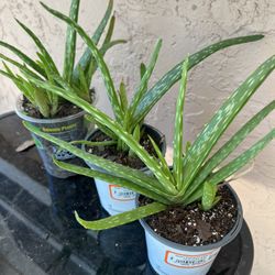 Health Plant Aloe Vera Succulent Cactus Flower In Pot