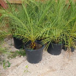 Palmas Silvestres 15gallon 