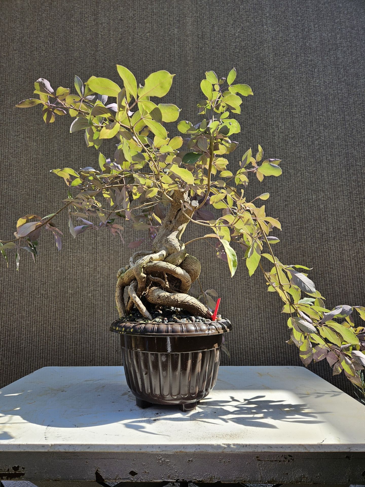 Old Beach Vitex Bonsai Tree