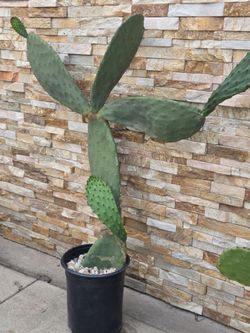 Planta Grande De Nopal ( da Tunas Rojas Y Calidad En Nopales)