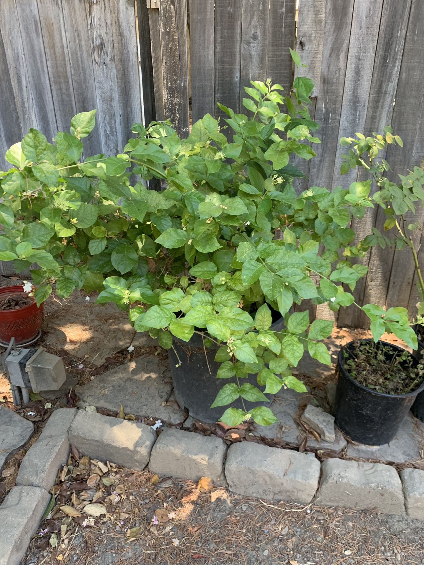 Jasmine Flowers Plant