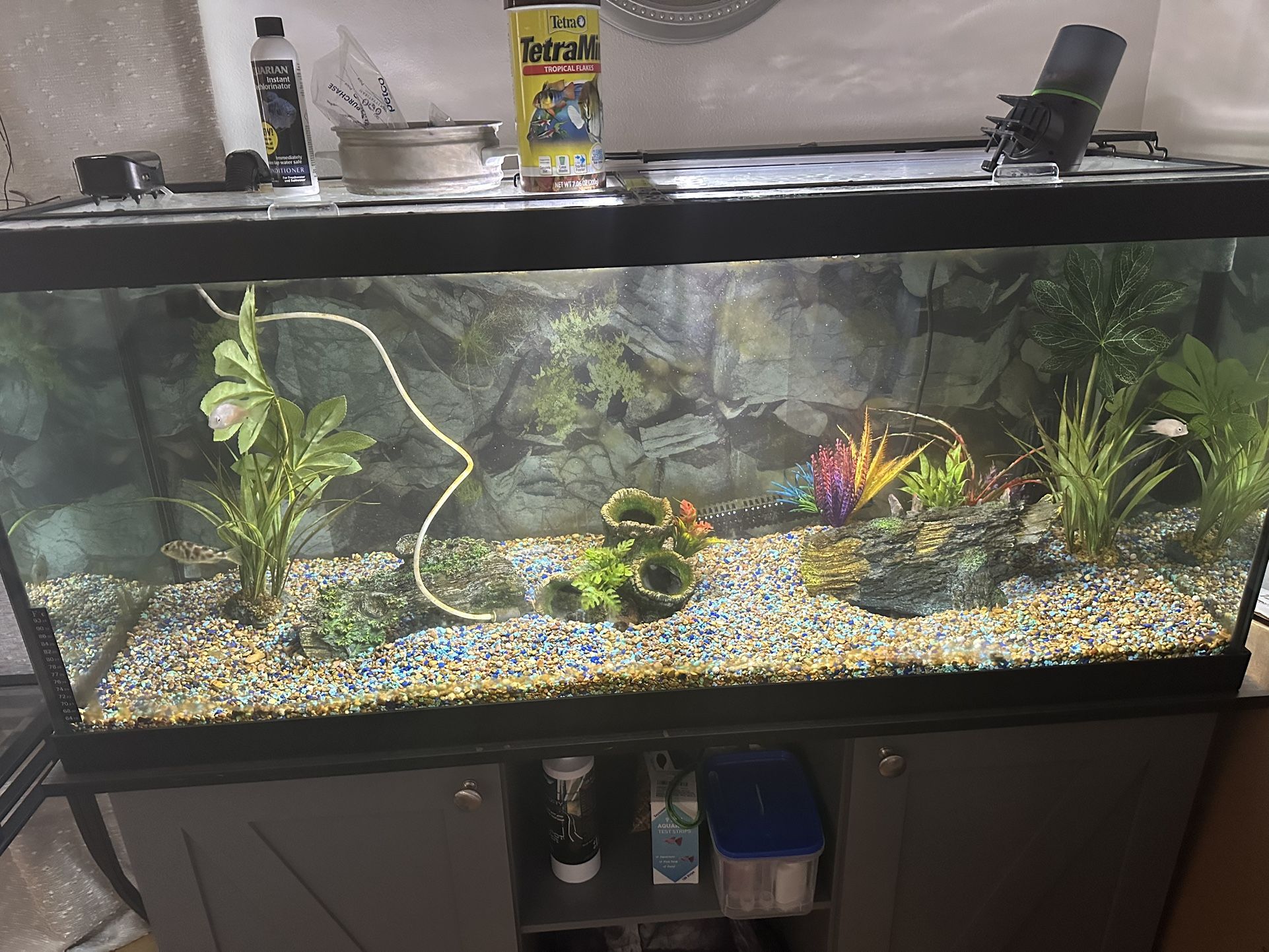 75 Gallon Aquarium