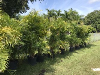 Areca Palms