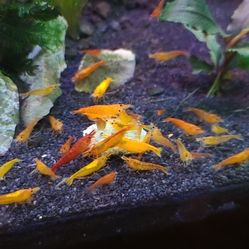 Aquarium Cleaning Supplies