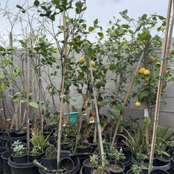 Lisbon Lemon 🍋 In 15 Gallon 6F The Tall They already have fruit if they have a lot of flowers. $125 Each Price Firm 