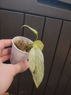 Monstera Laniata Mint