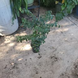 Lilac tree medium $20