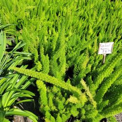 Fox Tail Ferns 