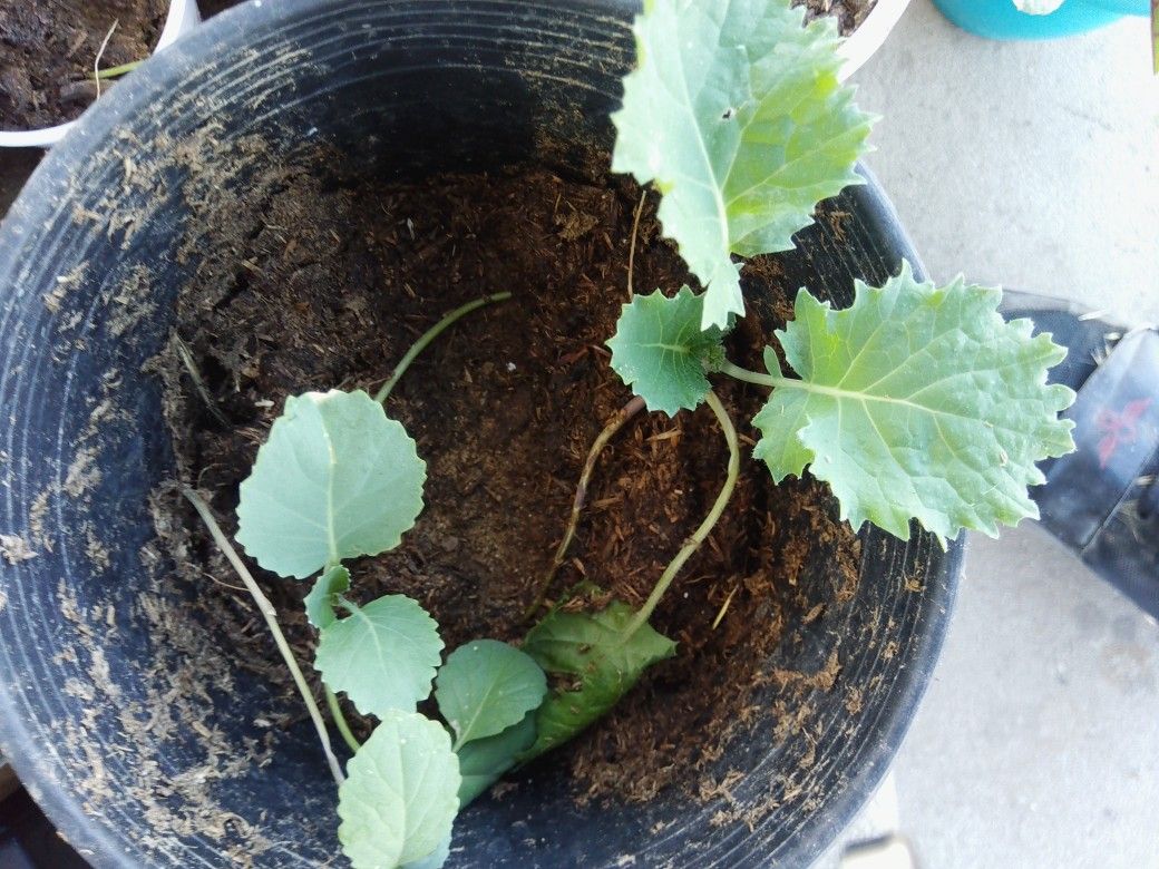 Kale, Tomato 🍅+