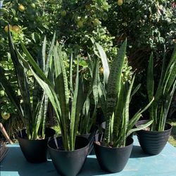 Snake Plants 