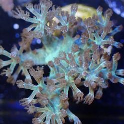 Fake Ultra Green Kenya Tree Aquarium Decor 