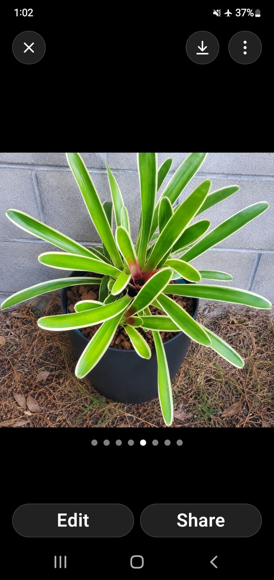 Gorgeous oversized varigated Bromeliad , 17" diameter Approx
