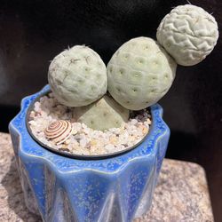 Rare Tephrocactus geometricus cactus with pot