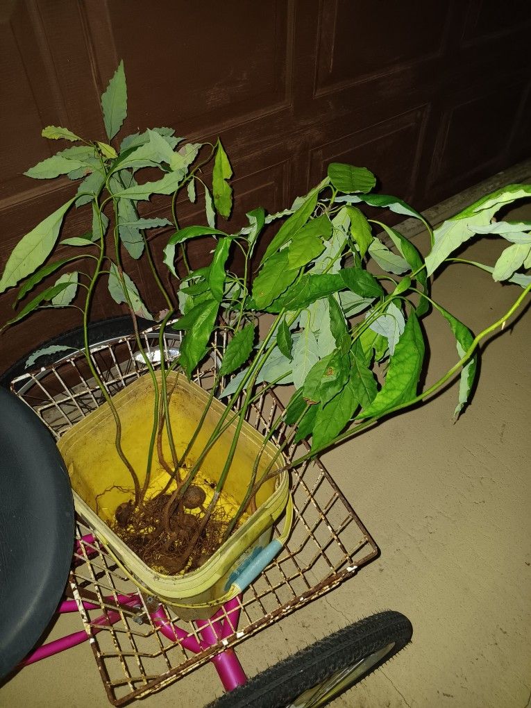 2 Ft Tall Haas Avocado Tree Seedlings $10 Each In Pots
