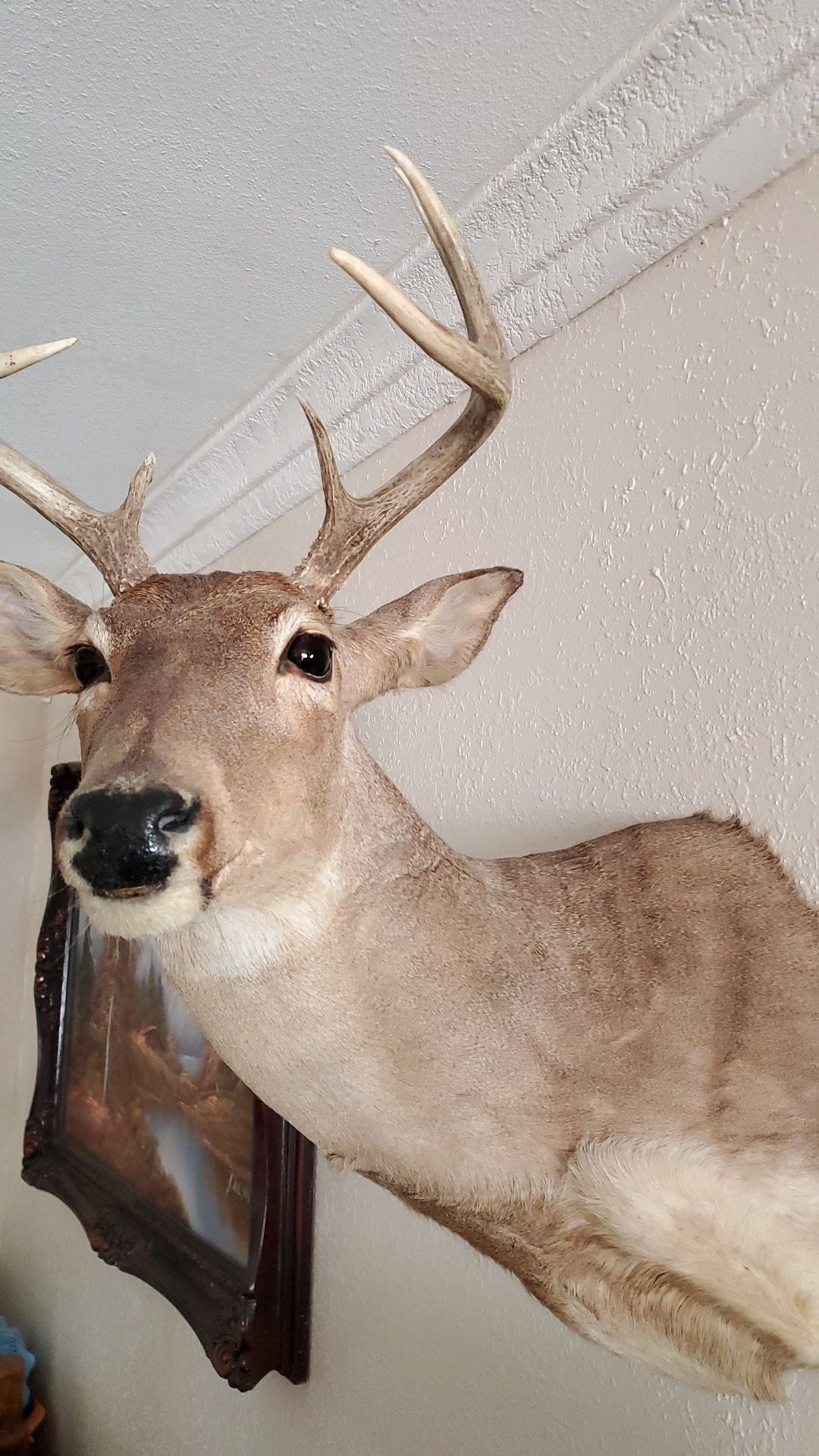 2 Taxidermy Deer Heads for Sale in Hialeah, FL OfferUp