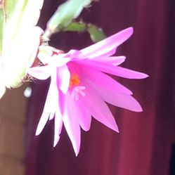 Christmas Cactus