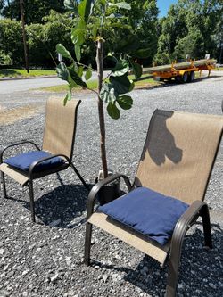 Patio Chairs