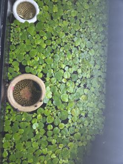 Aquarium Frog Bit Plant