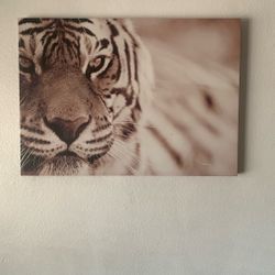 Tiger Canvas