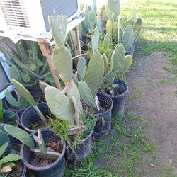 Nopal 