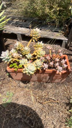 Succulents pot