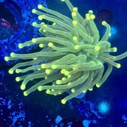 Hulk Torch Display Decor