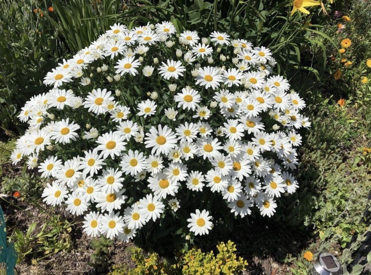 Tall Shata Daisy Perennial Plants