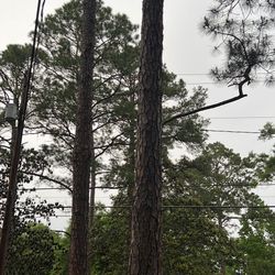 Pine 🌲 Trees 
