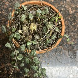 String Of Hearts Plant