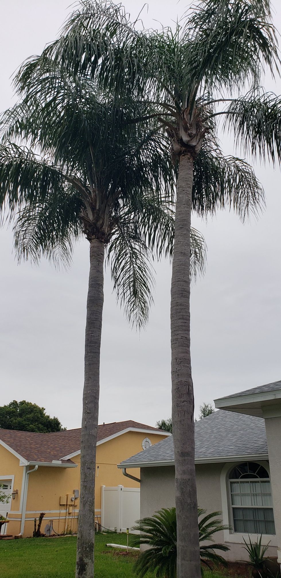 Palm Trees, King