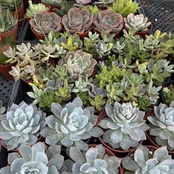 Premium 4 Inch Succulents 