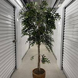 Extra Tall Artificial Ficus Tree /Ceramic Pot (7 Ft 8)