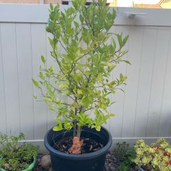 Sweet Lime Tree 