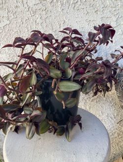1.5 Gallon Pot Succulent Plant- Tradescantia Zebrina Violet - Wandering Dude - Live Succulent - Rooted & Established - Drought Resistant - 🪴