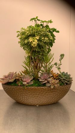 Bonsai ming tree with succulent arrangement