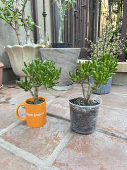 Gollum Jade