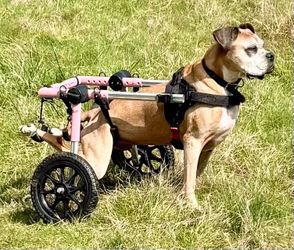 Walkin’ Wheels Med/Lrg Dog Wheelchair
