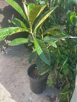 Fruit plants
