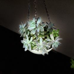 Succulents  $8