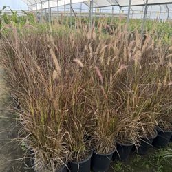 Purple Fountain Grass 5 Gal