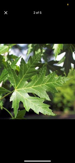 Native Silver Maple Sapling Tree