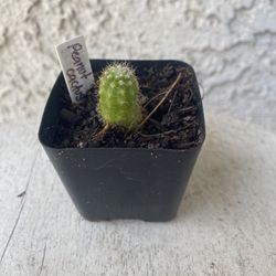 2 Inch Pot Cactus - Echinopsis Chamaecereus - Peanut Cactus- Rooted & Established - Drought Resistant- 🪴Baby Bridal Shower Favors 