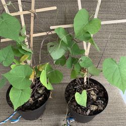 2 Medium Purple Morning Glory Vine, Perennial, Comes Back Every Year 