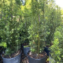 podocarpus 5.5-6 feet tall 30gallon ready to deliver 