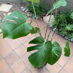 Young Monstera Deliciosa