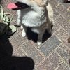 ELLIOTT