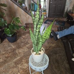 2ft 4in Tall Sansevieria Snake Plant In Ceramic Pot With Shells And Stones 