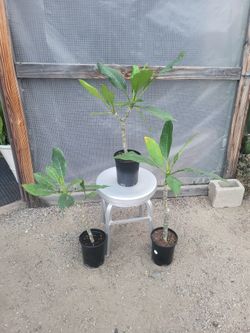 Plumeria Plant 1 gallon pot $7 each