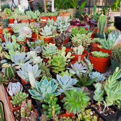 Succulents & Cacti